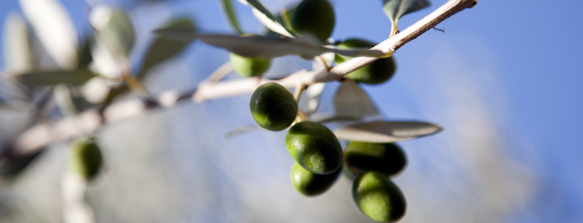 Olive Oil & Bruschetta