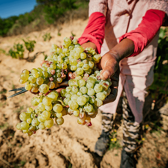 A. A. Badenhorst Grape Harvesting