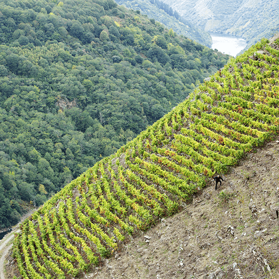 Adega Algueira vineyards