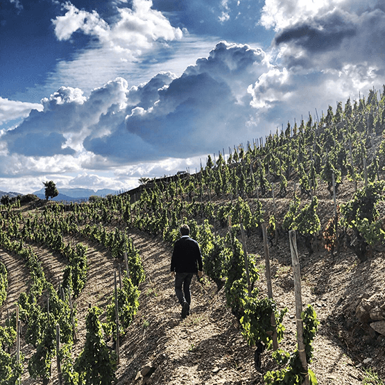 Alvaro Palacios in vineyard