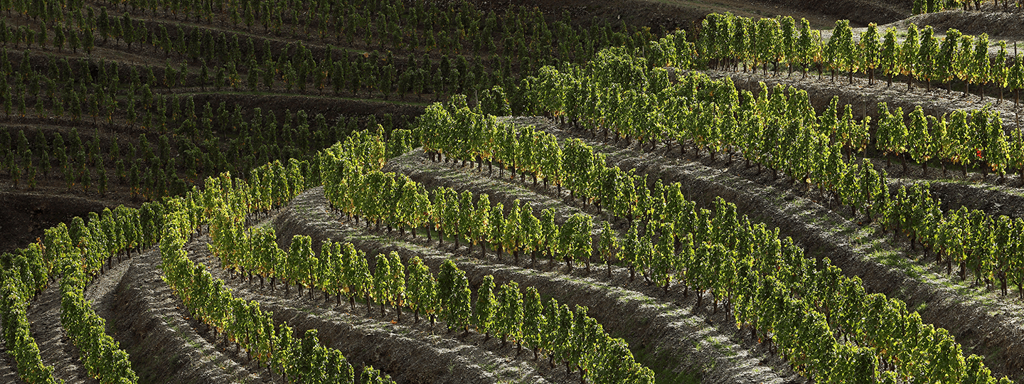 Alvaro Palacios Terraced Vineyards