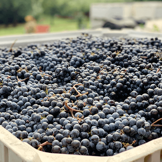 Andrew Will's Harvest of grapes