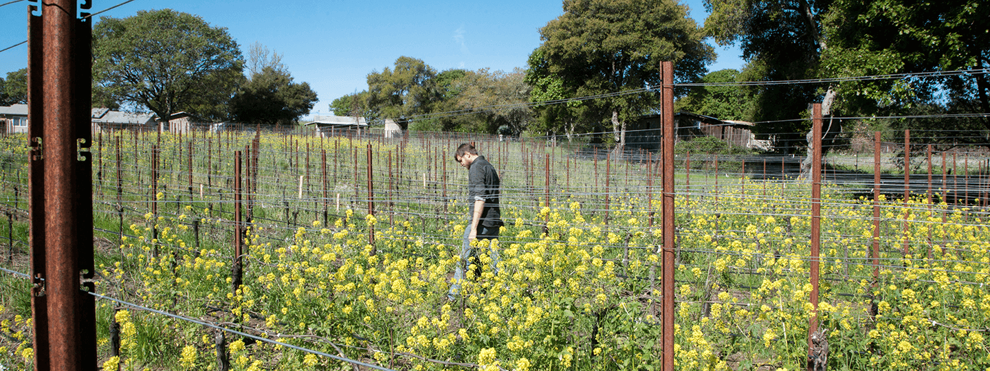 Anthill's Vineyards