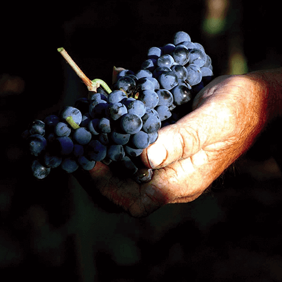 Arnaldo Caprai's grapes in hand