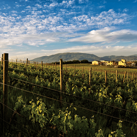Arnaldo Caprai's vineyards
