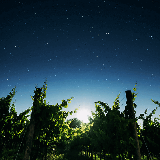 Arnaldo Caprai's vineyards at night