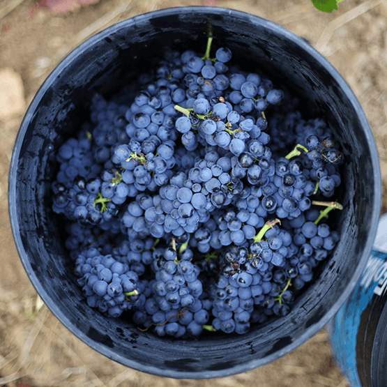 Grapes from the harvest