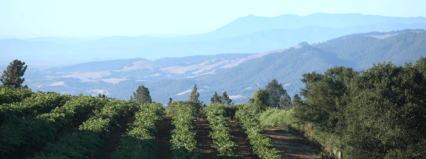 Arnot-Roberts Vineyard