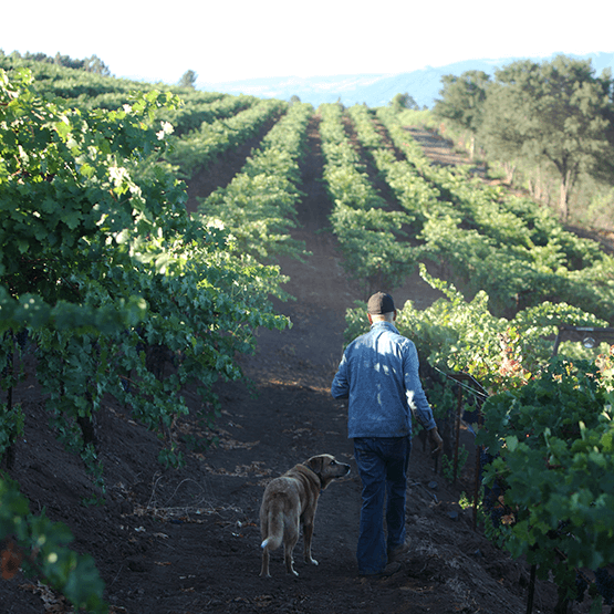Winemaker in the Vineyard