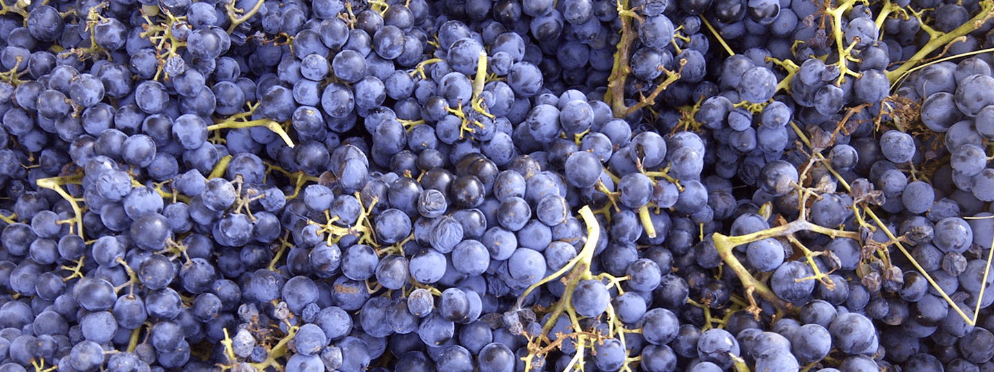 Bernabeleva's Garnacha grapes
