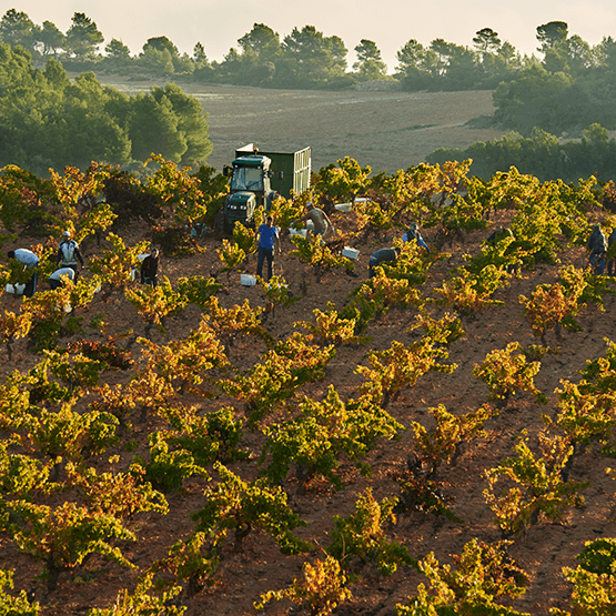 Bodegas Mustiguillo's vineyards at harvest