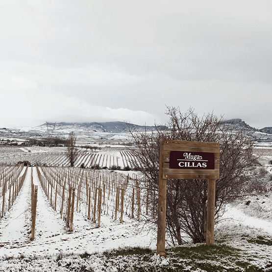Bodegas Muga's Vineyards in Winter