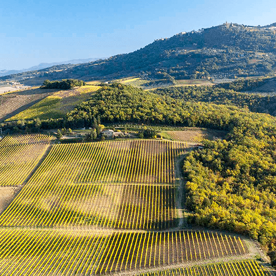 Canalicchio di Sopra's Vineyard Panorama