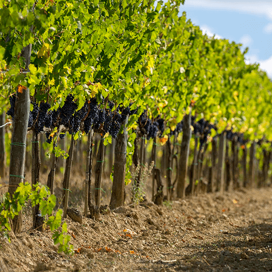 Canalicchio di Sopra's vineyards