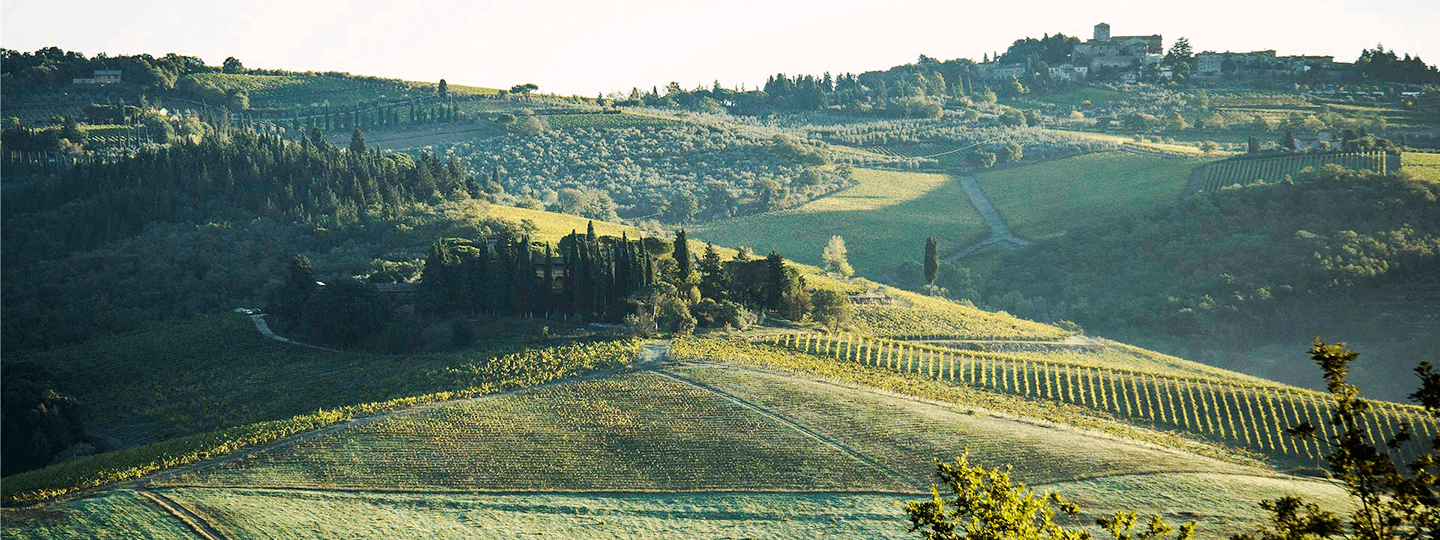 Castello dei Rampolla vineyard overview