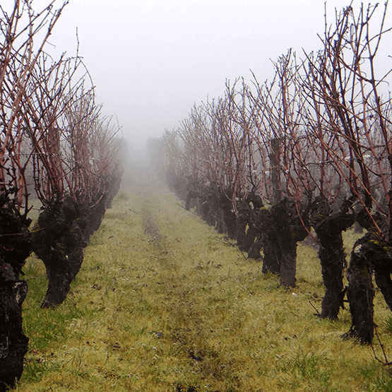 Château Carbonnieux row of vines in fog