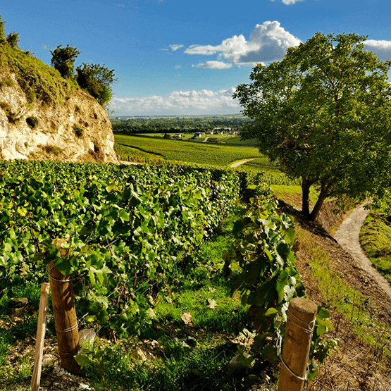 Champagne Bollinger's vineyards