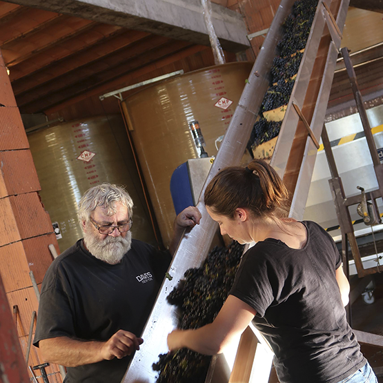 Sorting grapes at Chateau Cambon