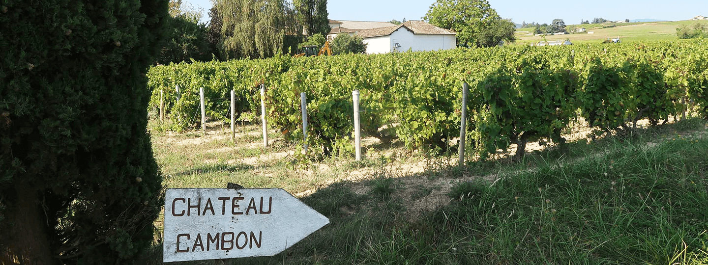 Chateau Cambon's Vineyards