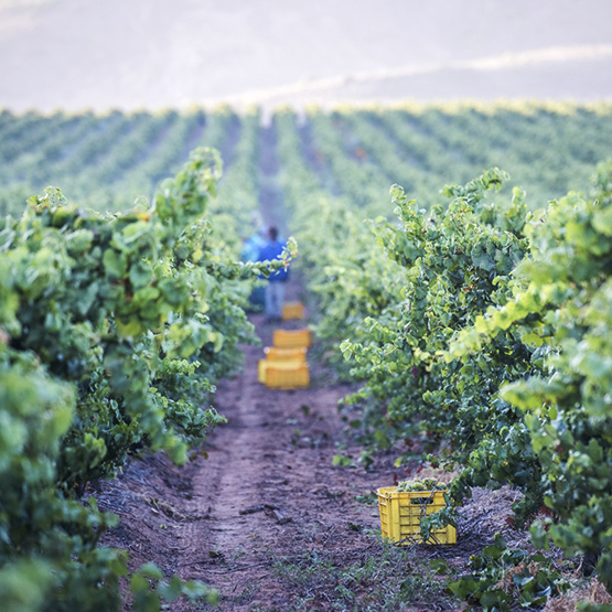 De Wetshof Vineyard at Harvest