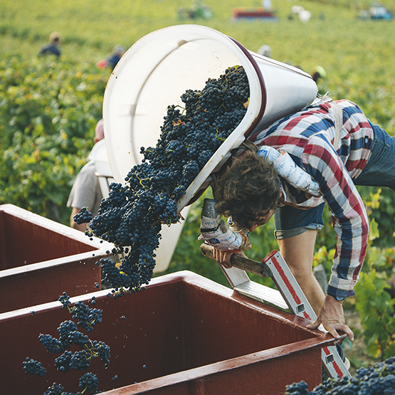 Dureuil-Janthial Harvesting Grapes