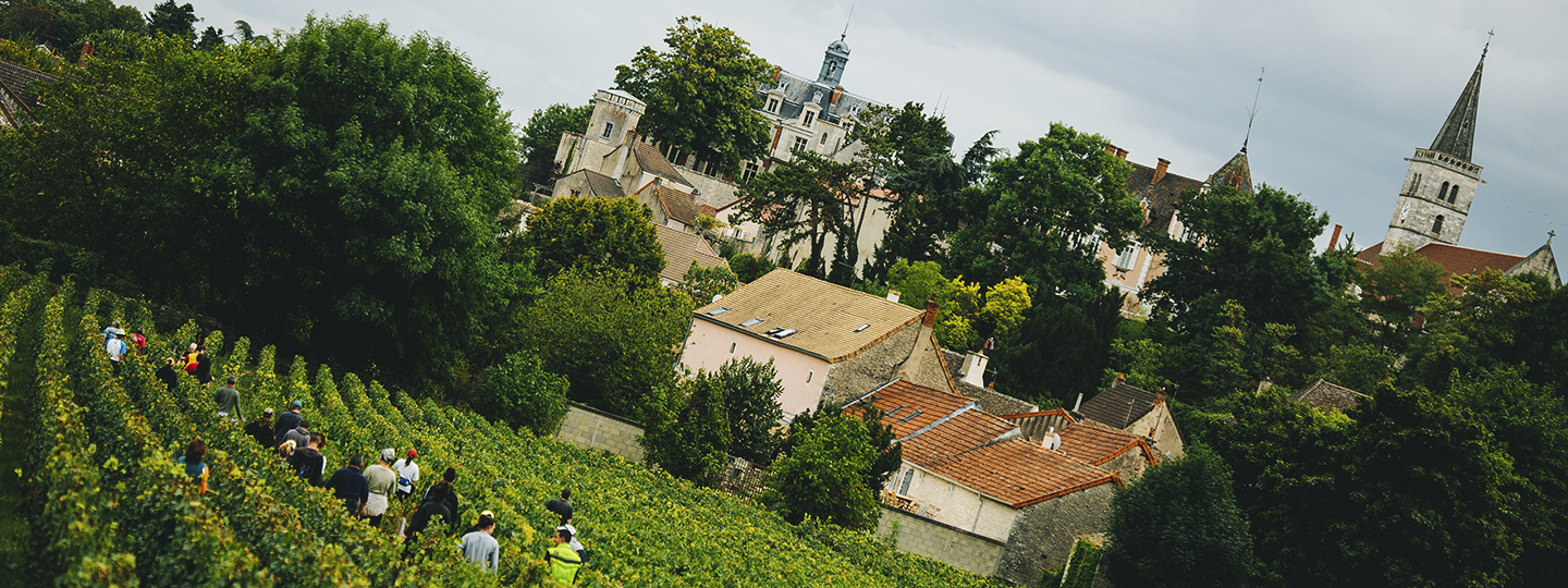 Harvest at Domaine Dureuil-Janthial