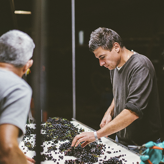 Vincent Dureuil Sorting Grapes