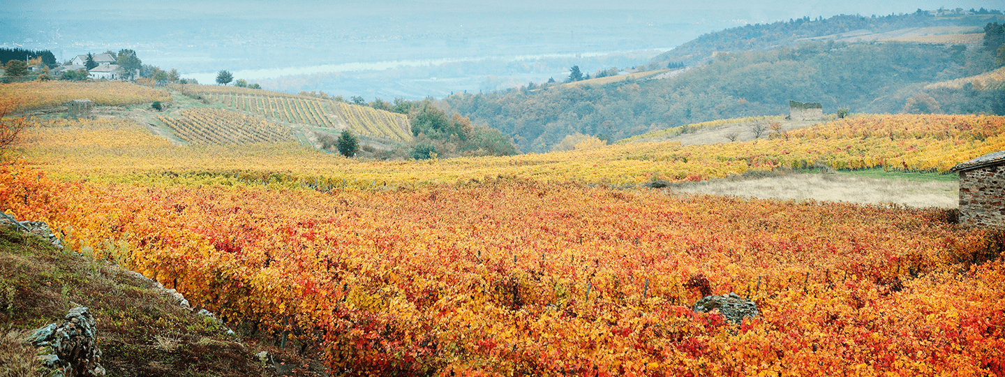 Domaine Faury's Vineyards in Fall