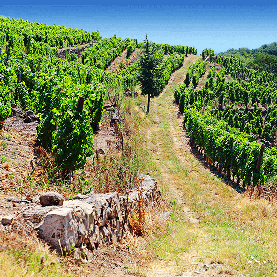 Domaine Faury's Vineyards