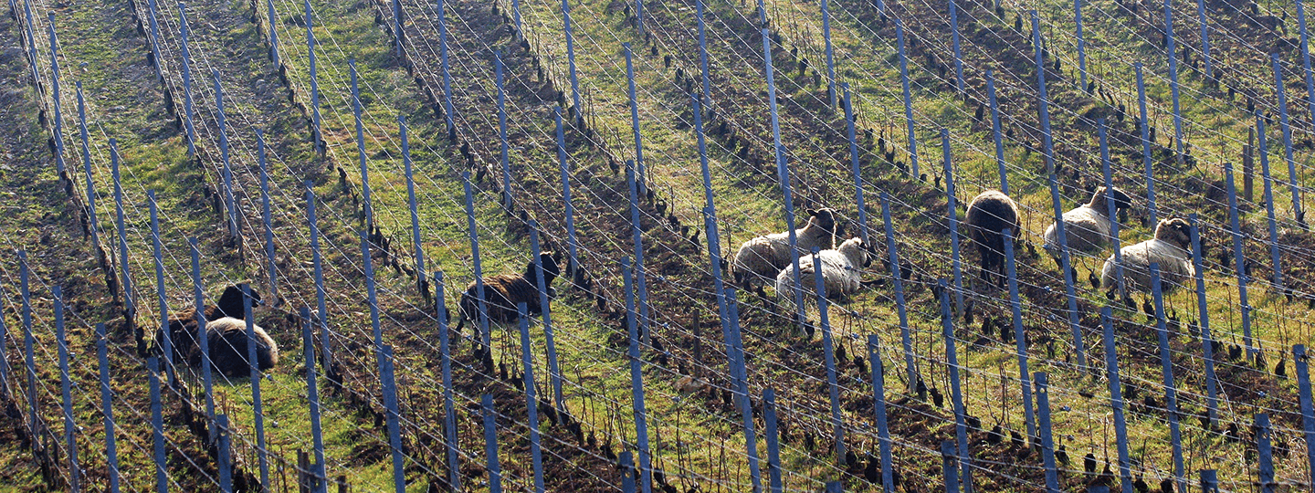 Zind-Humbrecht vineyards with sheep