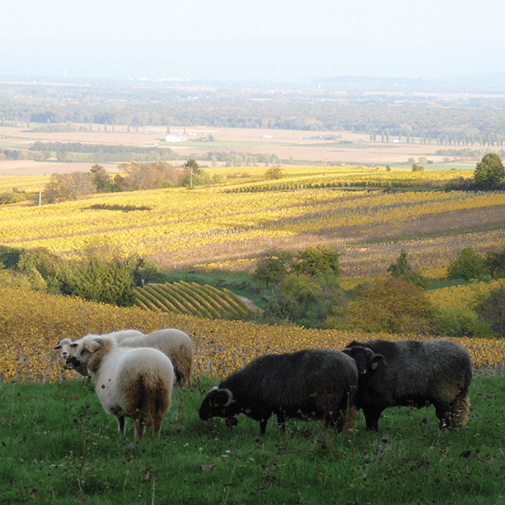 Zind-Humbrecht Vineyard with Sheep