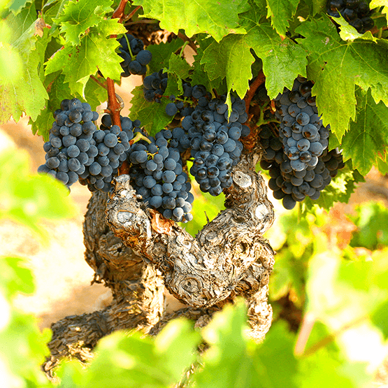 Fontsainte's grape clusters on vine