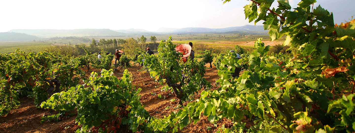 Harvest at Fontsainte