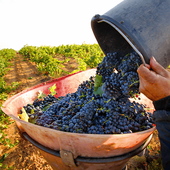 Fontsainte harvested grapes