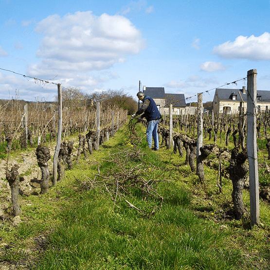 Vineyard work at Domaine de la Chanteleuserie