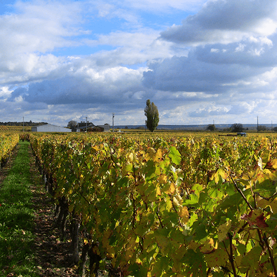 Domaine de la Chanteleuserie's Vineyards