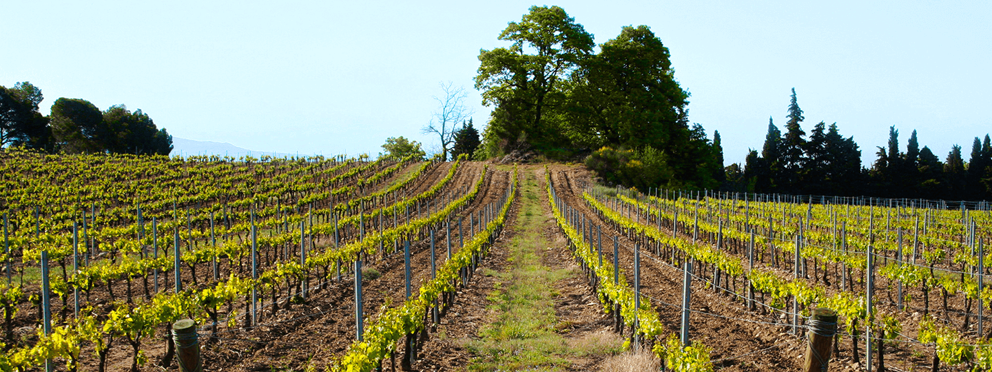 Domaine La Ligière's vineyards