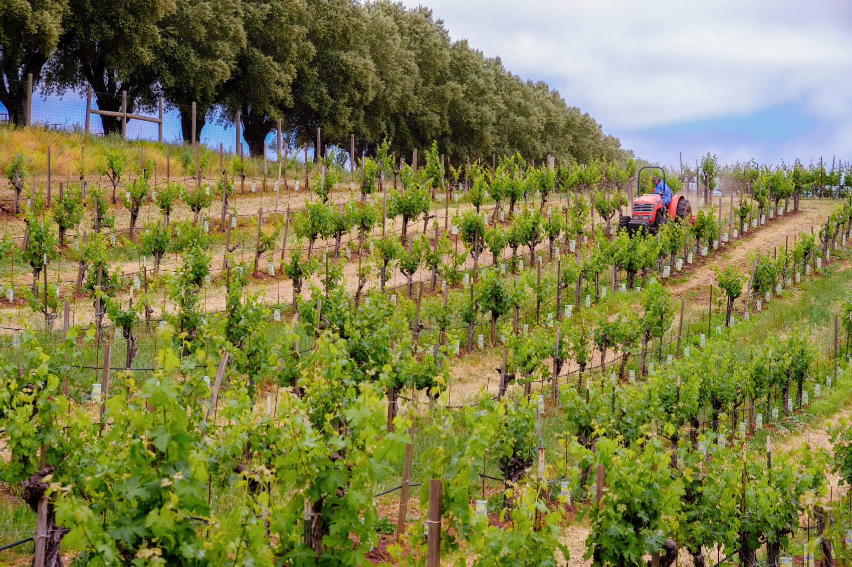 Dunn Vineyards' Tractor among vines
