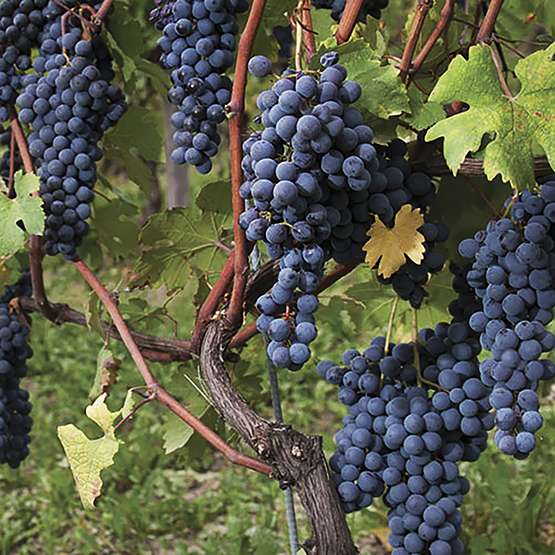 Elvio Cogno grape clusters on the vine