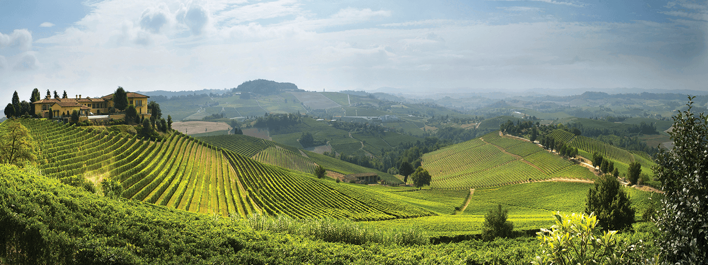 Elvio Cogno Vineyards Panorama