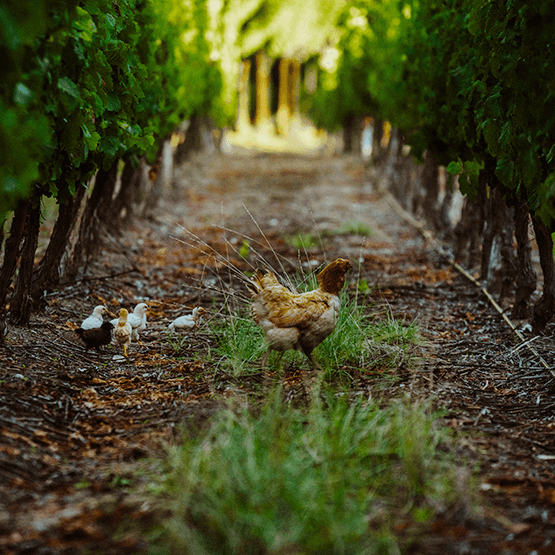 El Enemigo's Chickens in Vineyard