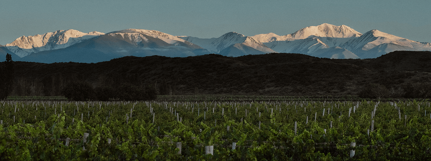 El Enemigo's Vineyards