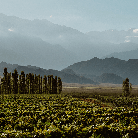 El Enemigo's Vineyards