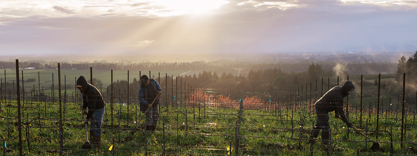 Evening Land Vineyards