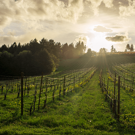 Evening Land Vineyard