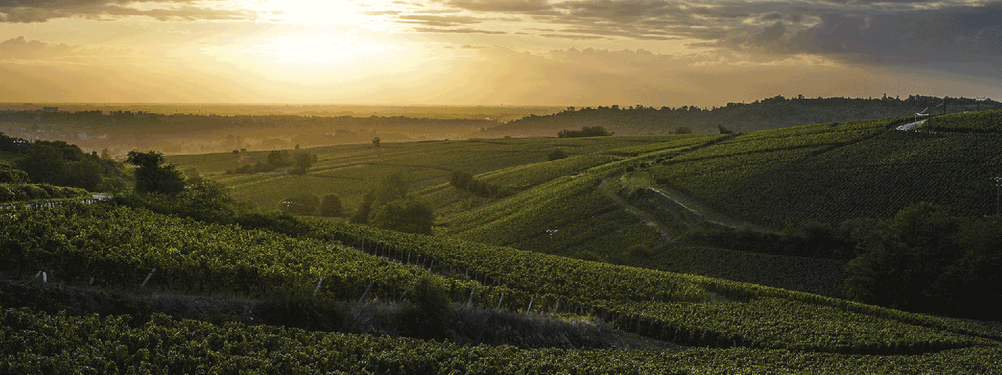 Famille Paquet's Vineyards at Sunset