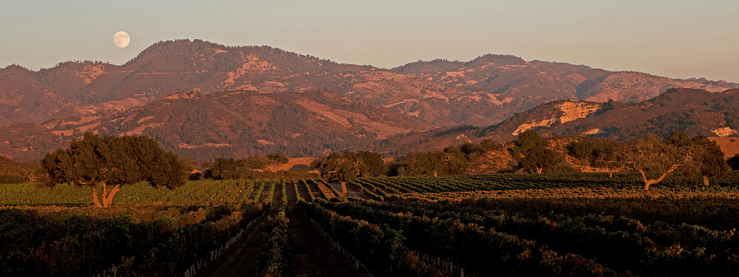 Fess Parker Vineyards at Sunset