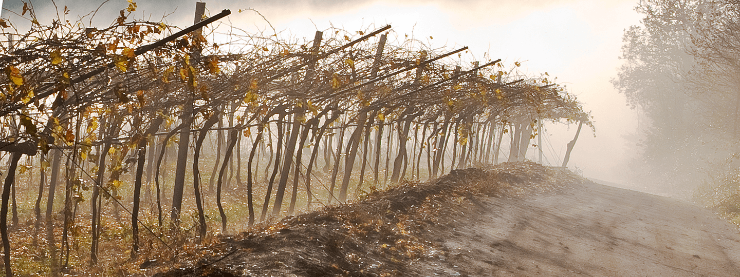 Gini vineyards under fog