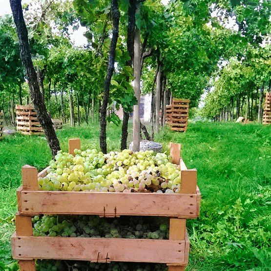 Gini's harvested grapes