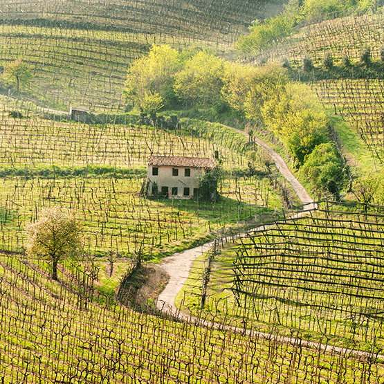 The Gini vineyards